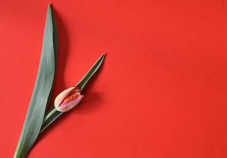 One tulip on red background. Greeting card for Valentine's Day, Woman's Day and Mother's Day, nice present concept. Spring flower. Flat lay, top view, copy space.の写真素材