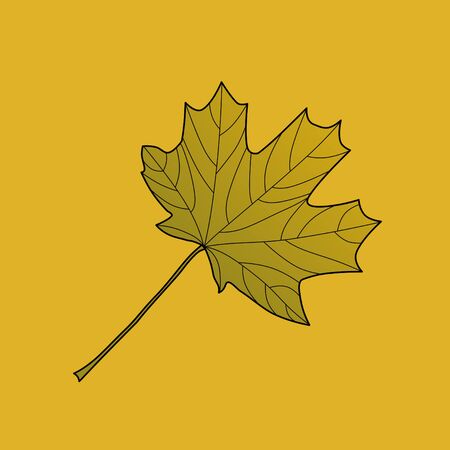 Plane tree leaf, color illustration, design. Outline drawing. Black contour. Autumn leaf of plane tree on yellow background.の写真素材
