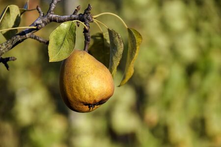 Organic ripe Pear in garden. Juicy flavorful pears of nature blurred background. Pear hanging on ...
