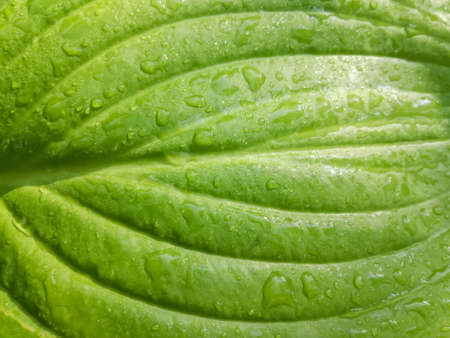 Abstract pattern on fresh tender green Hosta leaf after the rain showing graceful lines. Green life concept. Top view. Close-up. Selective focus.の写真素材