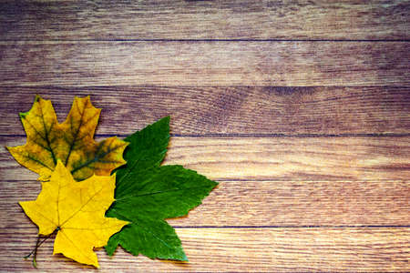 Three dry leaves on old wooden surface. Autumn composition, herbarium. Top view. Flat lay. Copy...