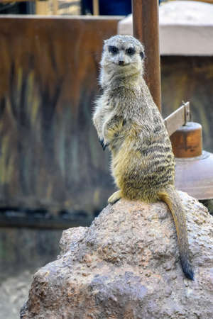 Single meerkat sits on stone and looks at camera Close-up. Selective focus.の写真素材