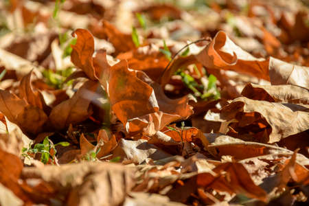 Fallen dry plane tree leaves in Autumn. Background texture. Selective focus. Close-up.