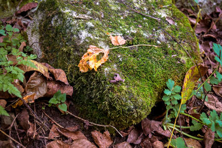 Moss-covered stone in forest against background of fallen autumn leaves. Green moss texture in nature. Close-up. Selective focus.の写真素材