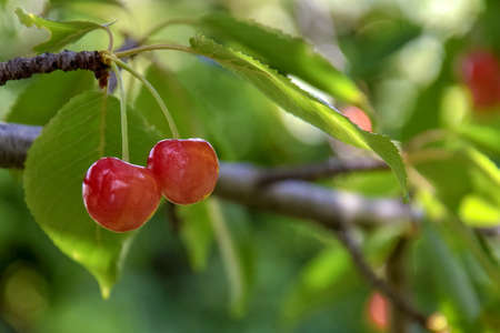 Two ripe pink cherry hanging from branch in orchard. Harvest sweet cherries on tree. Blurred background. Healthy eating. Vegetarian food. Close-up. Selective focus.の写真素材