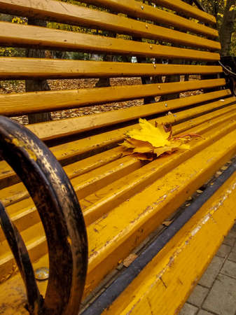 Bouquet of yellowed leaves of sycamore tree on old yellow wooden bench in city park, autumn landscape. Selective focus.の写真素材