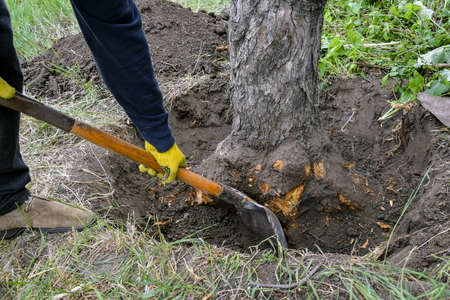 Uprooting an old dry fruit tree in the garden. Large pit with chopped off tree roots. Shovel are main tool used in uprooting. Renovation of the old garden. Close-up. Selective focus.の写真素材