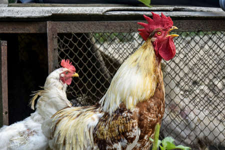Cock and hen walk on the farm. Domestic bird. Rooster sing. Close-up. Selective focus.の写真素材