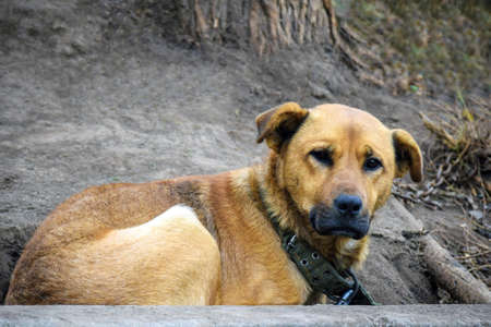 Dog mongrel on farm close up. Big watchdog tied to chain.