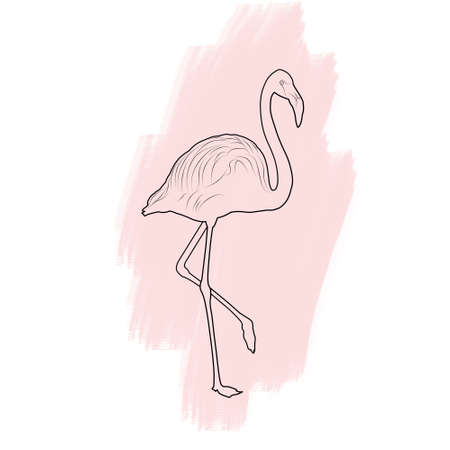 Flamingo, pink color illustration. Wildlife bird. Outline drawing, black contour.の写真素材