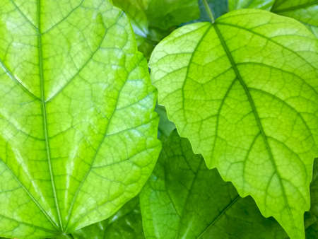 Light green natural background, abstract pattern. Bright hibiscus leaves. Close up.