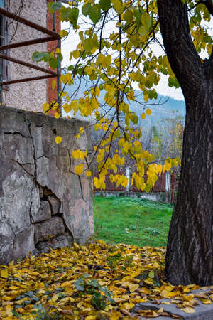Autumn rural landscape. In foreground of photo is fragment of old building that is collapsing and tree with fallen yellow leaves. Selective focus.の写真素材