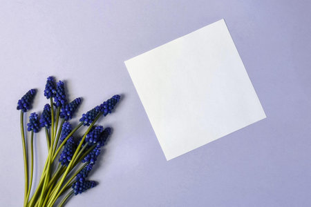 Little tender spring flowers of hyacinths and white sheet of paper on violet background. Top view, mockup. Copy space. Side lighting. Selective focusの写真素材