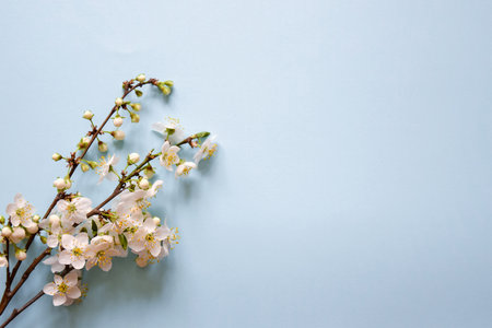 Branches of blooming wild plum tree on blue background, top view. Springtime, flat lay. Copy space.の写真素材