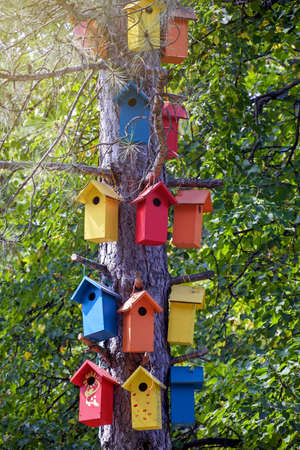 Multi-colored wooden handmade bird houses on old tall pine tree. In background green foliage. Close-up. Selective focus.の写真素材