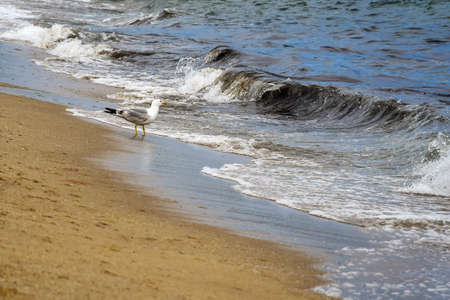 Alonely seagull walks along seashore. Waves run over sandy beach. Selective focus. Copy space.の写真素材
