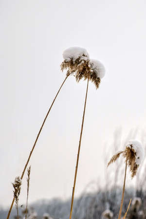 Pampas grass under snow outdoor in light pastel colors. Beige dry reeds boho style, neutral colors. Winter nature. Selective focus. Minimal, stylish, trend concept.の写真素材