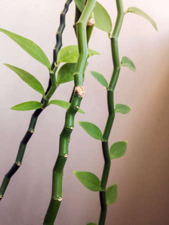 Indoor plants. Stems with leaves of an unusual house plant on background of wall. Close-up. Selective focus. Copy space.の写真素材
