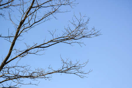 Horizontally growing branches of tree without leaves on blue sky background in autumn - winter...
