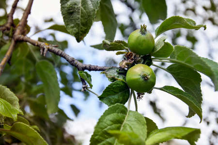 Apple branch with unripe fruits (ovaries). Small green apples on tree. Concept of apple growth on branch. Apple tree with fruit in garden. Spring time in orchard. Close-up. Selective focus.の写真素材