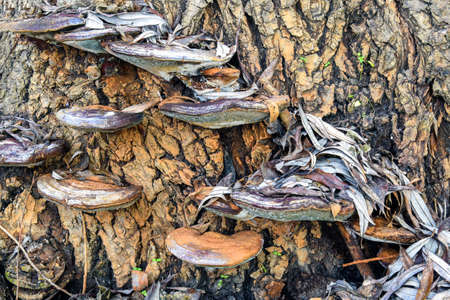 Tree mushrooms on background of tree bark. Old, dry willow leaves covered the mushrooms. Early...