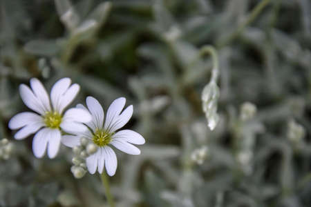 Two blooming white flowers in summer garden on dark green blurred background. Close-up. Copy space....