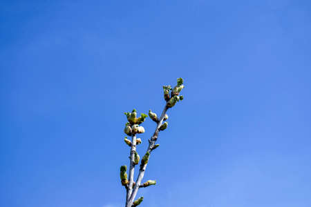 Branch of gooseberry with swollen and blooming buds. Early spring. Beginning of juice movement....