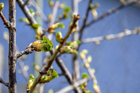Branch of gooseberry with swollen and blooming buds. Early spring. Beginning of juice movement....