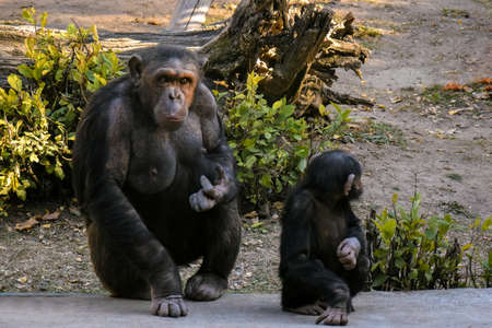 Two chimpanzees (small one and large one) are sitting near old fallen tree. Great ape looks thoughtfully into distance. Little monkey turned away. Close-up.の写真素材