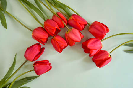 Fresh red tulips on light green background. Top view. Close-up. Copy space. Selective Focus.
