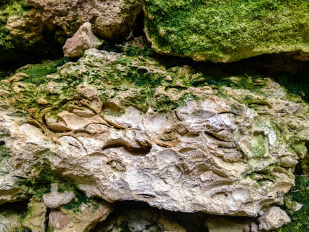 Calcareous stone with inclusions of ancient sea shells is covered with green moss. Natural background. Close-up. Selective focus.の写真素材