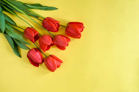 Fresh red tulips on yellow background, greeting bouquet. Top view. Close-up. Copy space. Selective focus.の写真素材