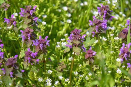Colorful flowering herb meadow with white and purple wildflowers on sunny day. Beautiful natural...