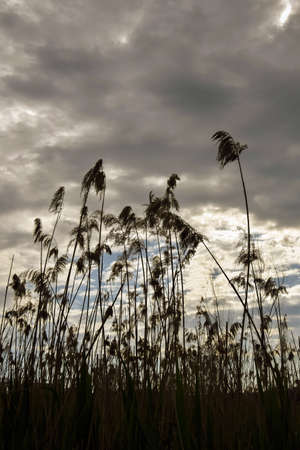Silhouette of dry thickets of coastal reeds against background of gray cloudy sky. Pampas grass, beauty in nature, outdoor. Copy space. Vertical photo. Selective focus.の写真素材