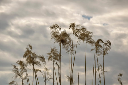 Silhouette of dry thickets of coastal reeds against background of gray cloudy sky. Pampas grass, beauty in nature, outdoor. Copy space. Selective focus.の写真素材