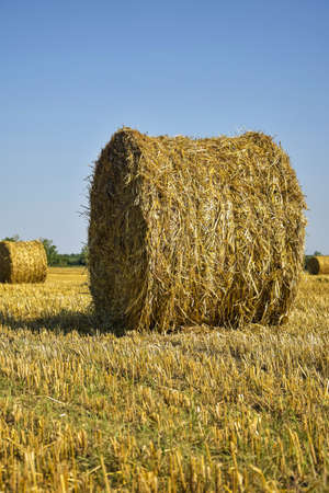 Harvested field with large round bales of straw in summer. Farmland with blue sky. Sheared stubble...