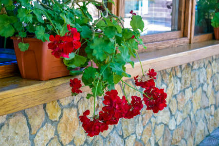 Cityscape: red blooming geranium flowers in flower pots decorate windows of building. Close-up. Selective focus.の写真素材