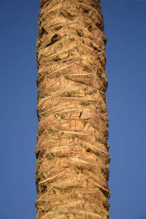 Trunk of palm tree against blue sky. Vertical arrangement. Copy space. Close-up. Selective focus.