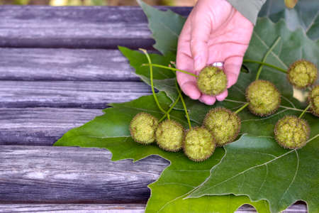 Immature sycamore seeds lie on large sycamore leaves on an old wooden bench. A woman's hand touches seeds of sycamore tree. Beauty in nature. Close-up. Selective focus.の写真素材
