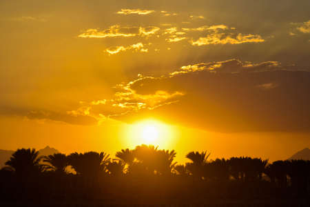 Tropical sunset with silhouette of palm trees, end of hot summer day vacation, golden sky with sun setting over horizon and clouds.の写真素材