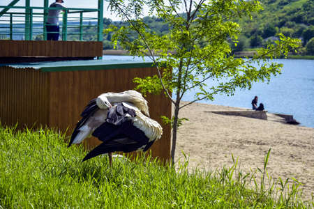 Stork cleans feathers on bank of river in sunny day. Life of wild bird, animals. Wildlife. Selective focus.の写真素材