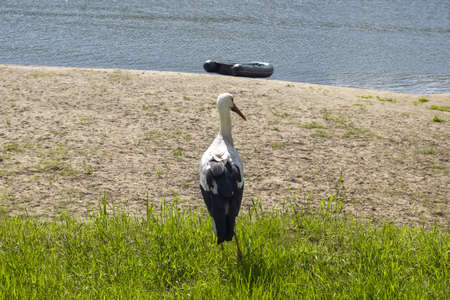 Stork standing on sandy bank of river in sunny day. Life of wild bird, animals. Wildlife. Selective focus.の写真素材