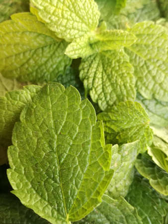 Melissa green leaves. Top view. Close-up. Vertical photo. Selective focus.