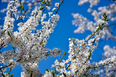 Cherry blossom branches in garden against blue sky. White delicate inflorescences. close-up....