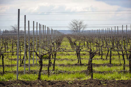 Modern vineyard in early spring against gray cloudy sky. copyspace. selective focus.の写真素材