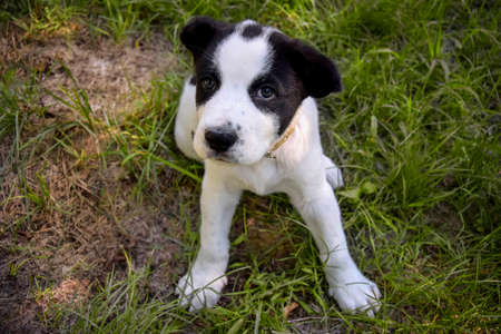 Black and white spotty puppy Alabai on green grass background. Cute small dog, breed Central Asian Shepherd. top view. close-up. selective focus.の写真素材