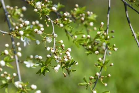 Wild plum branches with blooming buds of white flowers on blurred background of green grass in spring garden. beauty in nature. close-up. selective focus.の写真素材