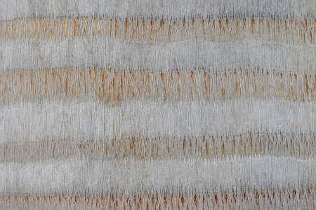 Fragment of striped bark of palm tree trunk. Background, texture, full frame. close-up. horizontal...