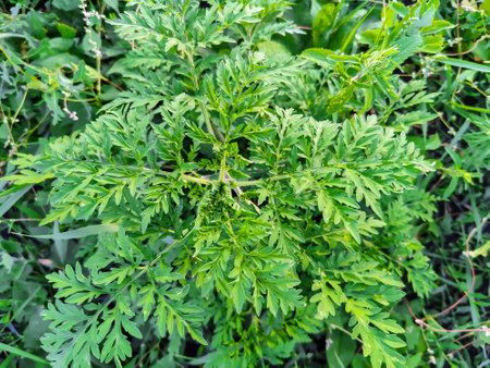 American common ragweed. Young bushes have not yet bloomed ambrosia. Dangerous plant, Ambrosia shrubs that causes allergic reactions, allergic rhinitis. close-up. selective focus.の写真素材