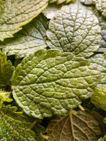 Fresh melissa green leaves, natural background and texture, full frame. top view. close-up. vertical photo. selective focus.の写真素材